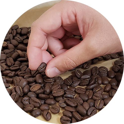 コーヒー豆のハンドピック作業
