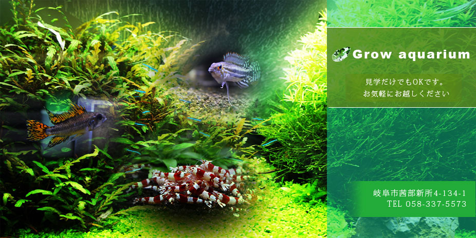 Grow aquarium-岐阜,熱帯魚,アピスト,アグラオネマ,観葉植物