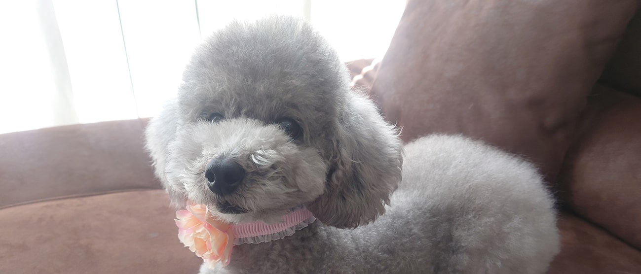 子犬の画像