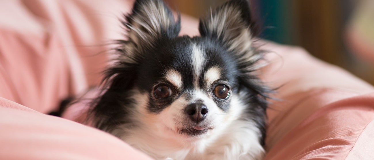 子犬の画像