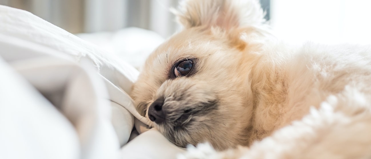 子犬の画像