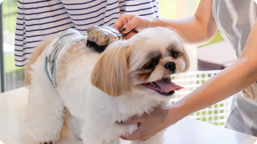 犬:カット