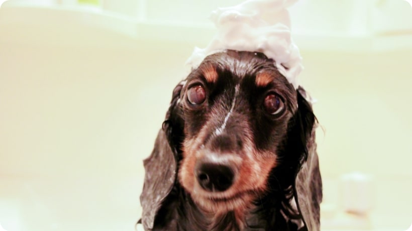 犬:シャンプー