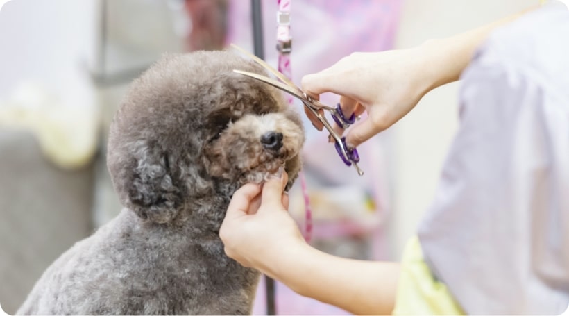 犬:サマーカット