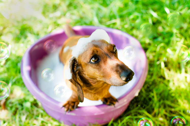 犬:シャンプー
