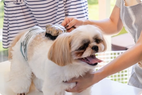 犬:カット