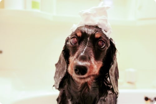 犬:シャンプー