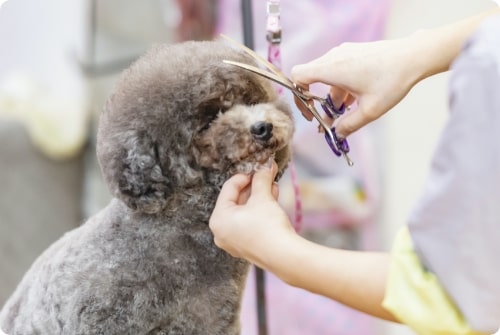 犬:クリッパー
