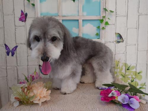 ワンちゃんのご紹介