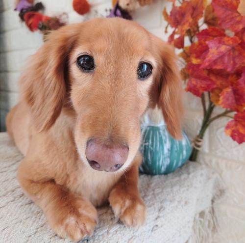 ワンちゃんのご紹介