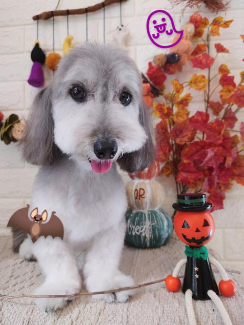 ワンちゃんのご紹介