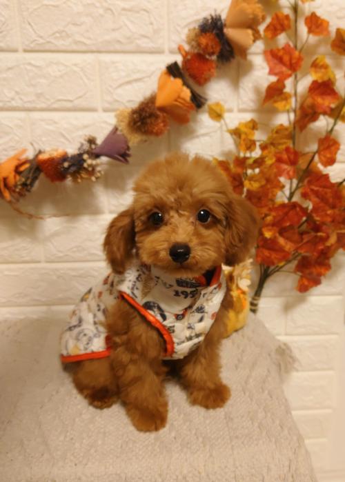 ワンちゃんのご紹介