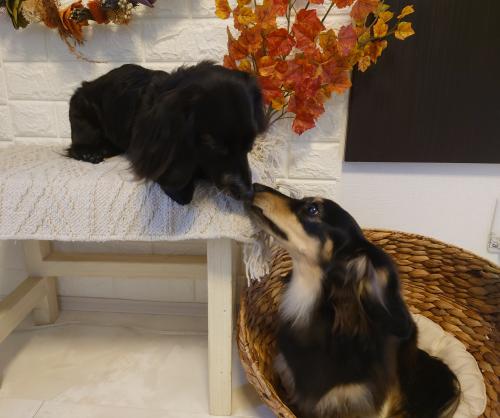 ワンちゃんのご紹介