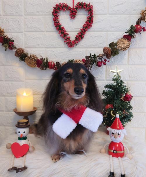 ワンちゃんのご紹介