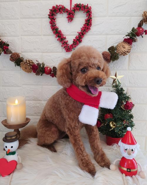 ワンちゃんのご紹介