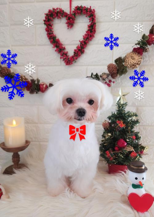 ワンちゃんのご紹介