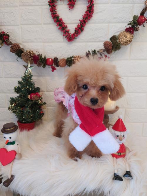 ワンちゃんのご紹介