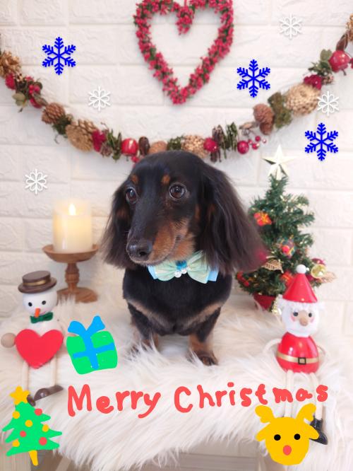 ワンちゃんのご紹介