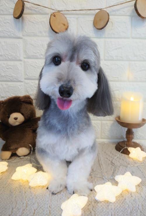 ワンちゃんのご紹介