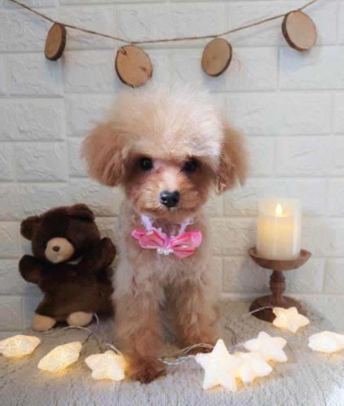 ワンちゃんのご紹介