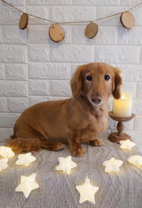 ワンちゃんのご紹介