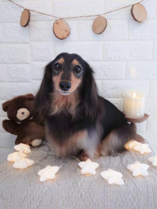 ワンちゃんのご紹介