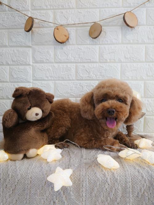 ワンちゃんのご紹介