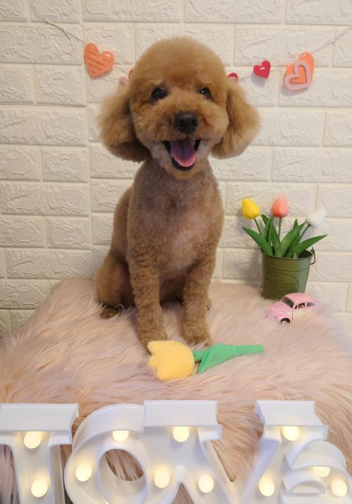 ワンちゃんのご紹介