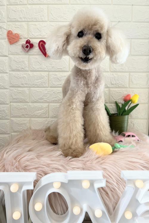 ワンちゃんのご紹介