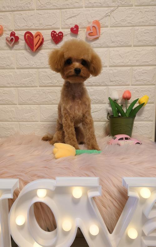 ワンちゃんのご紹介