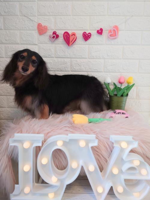 ワンちゃんのご紹介