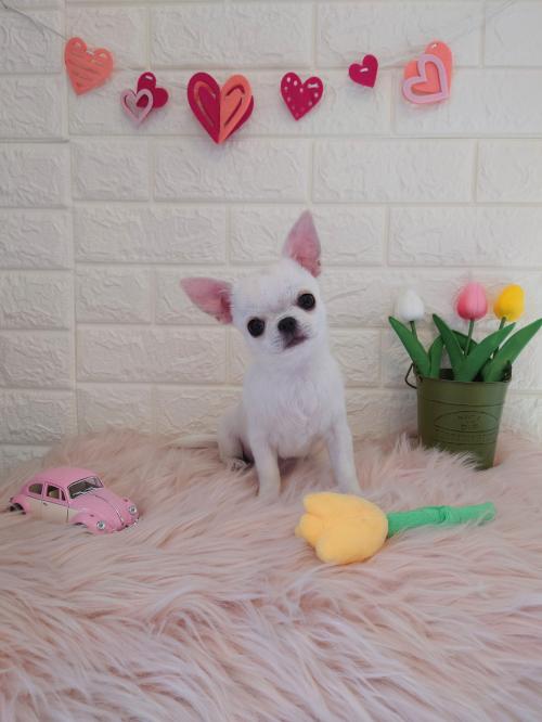 ワンちゃんのご紹介