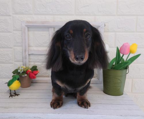 ワンちゃんのご紹介