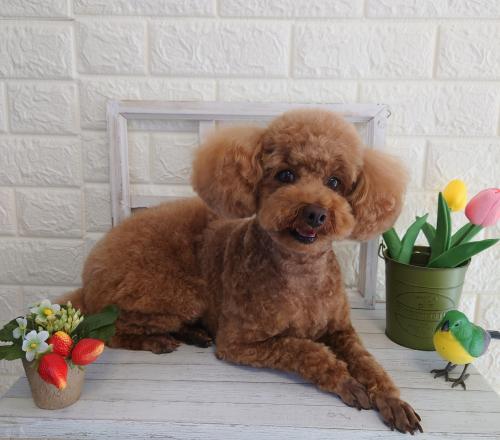 ワンちゃんのご紹介