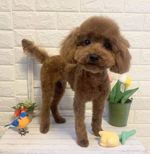 ワンちゃんのご紹介