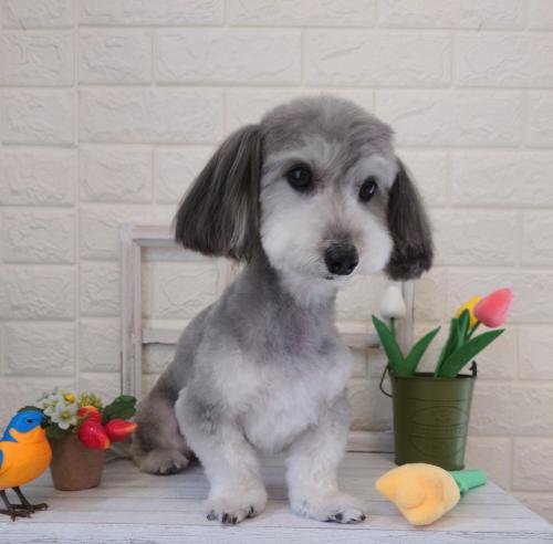 ワンちゃんのご紹介