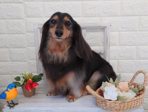 ワンちゃんのご紹介