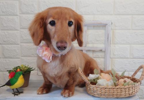 ワンちゃんのご紹介