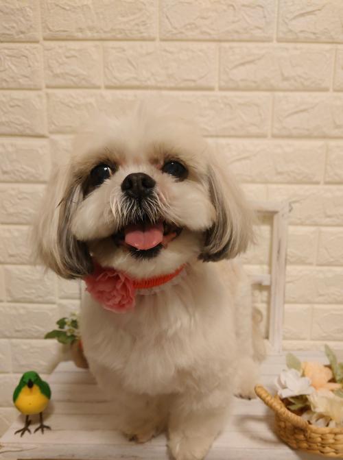 ワンちゃんのご紹介