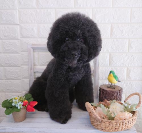 ワンちゃんのご紹介