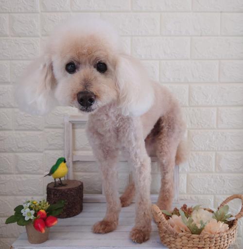 ワンちゃんのご紹介