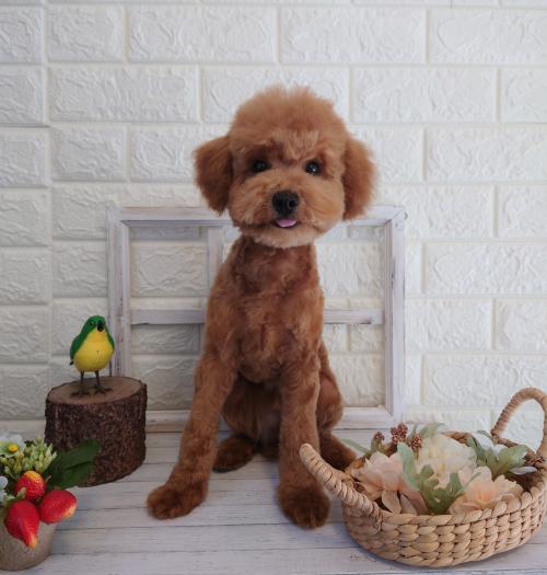 ワンちゃんのご紹介