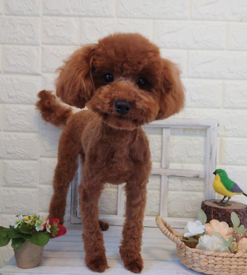 ワンちゃんのご紹介