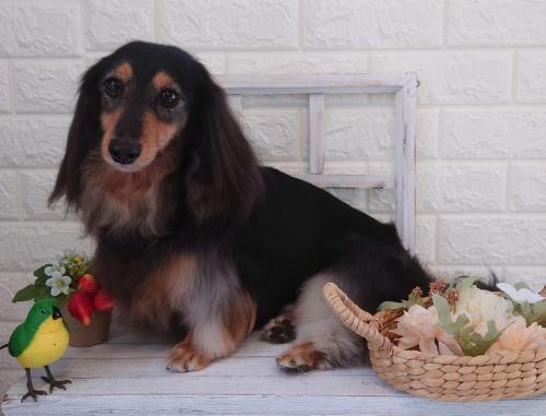 ワンちゃんのご紹介