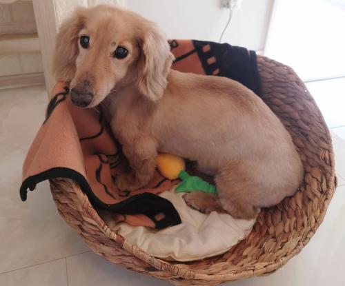 ワンちゃんのご紹介