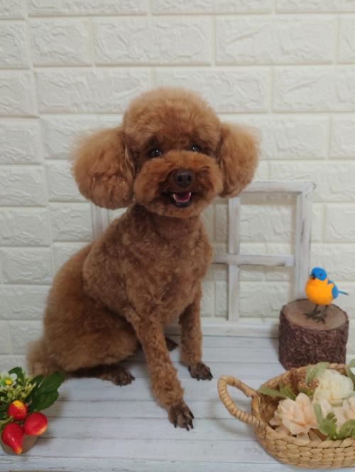 ワンちゃんのご紹介