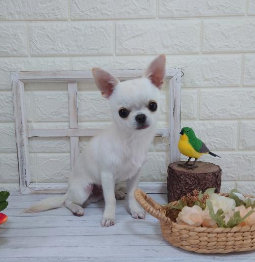 ワンちゃんのご紹介