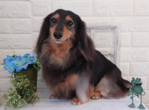 ワンちゃんのご紹介