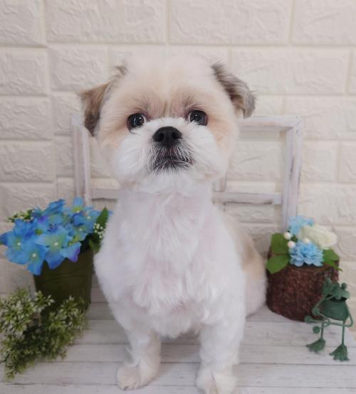 ワンちゃんのご紹介