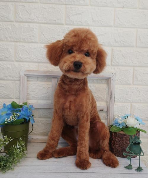 ワンちゃんのご紹介